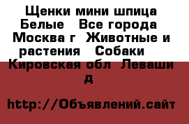 Щенки мини шпица Белые - Все города, Москва г. Животные и растения » Собаки   . Кировская обл.,Леваши д.